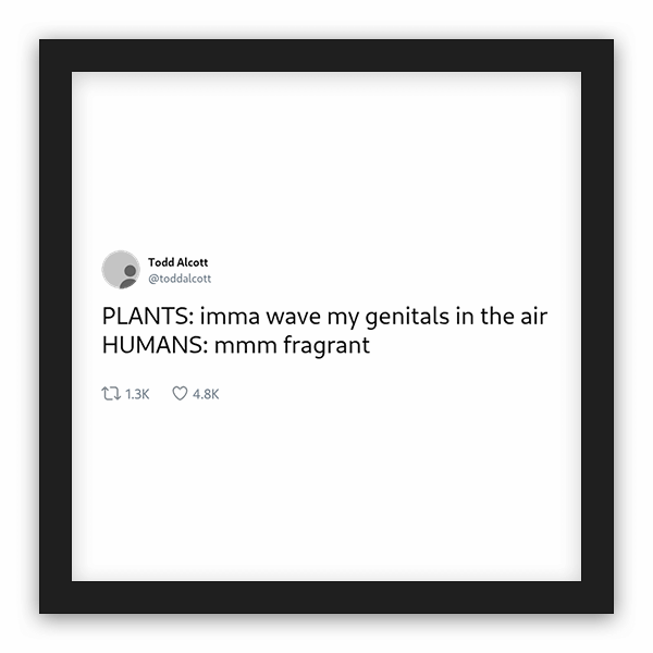 Todd Alcott frame preview